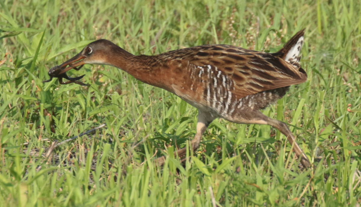 King Rail - Paul Jacyk