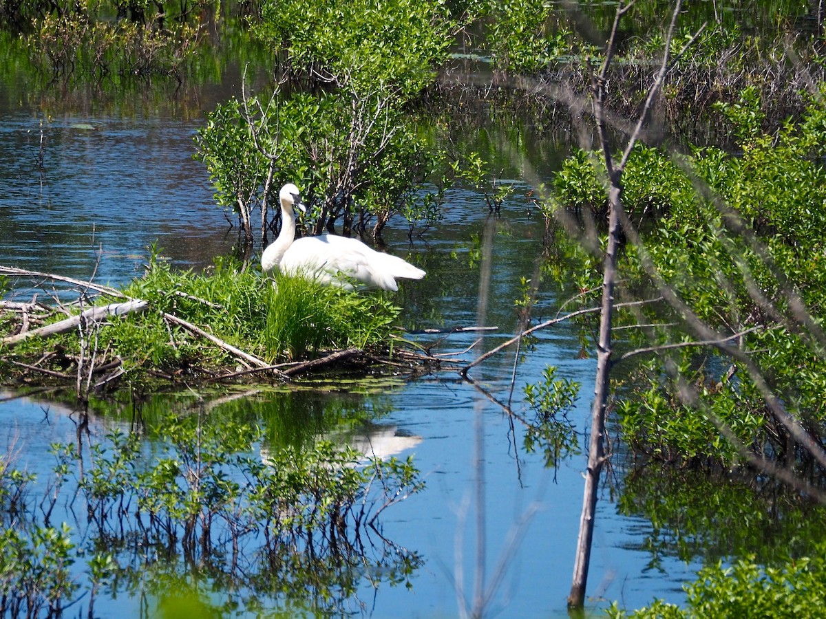 Trumpeter Swan - ML167376311