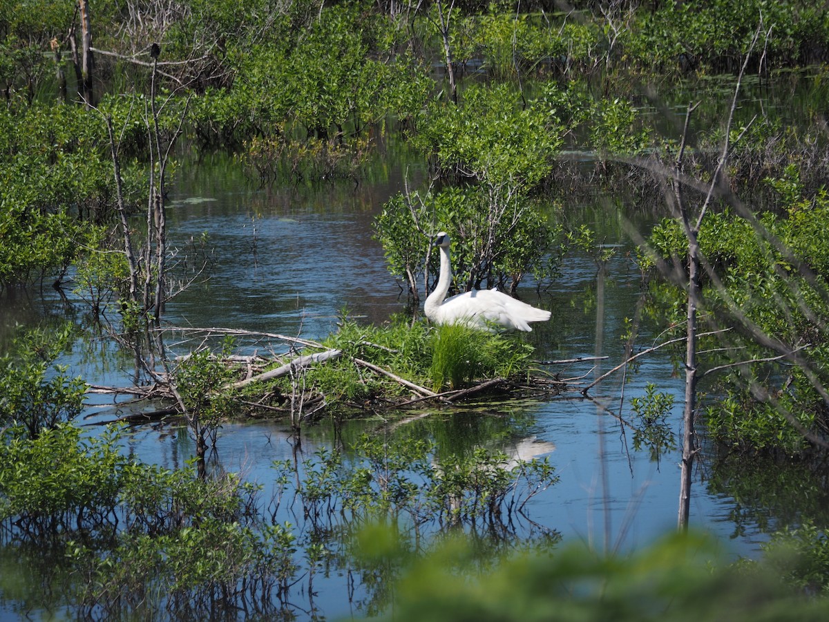 Cygne trompette - ML167376401