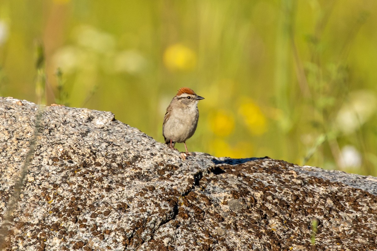 Chipping Sparrow - ML167376501
