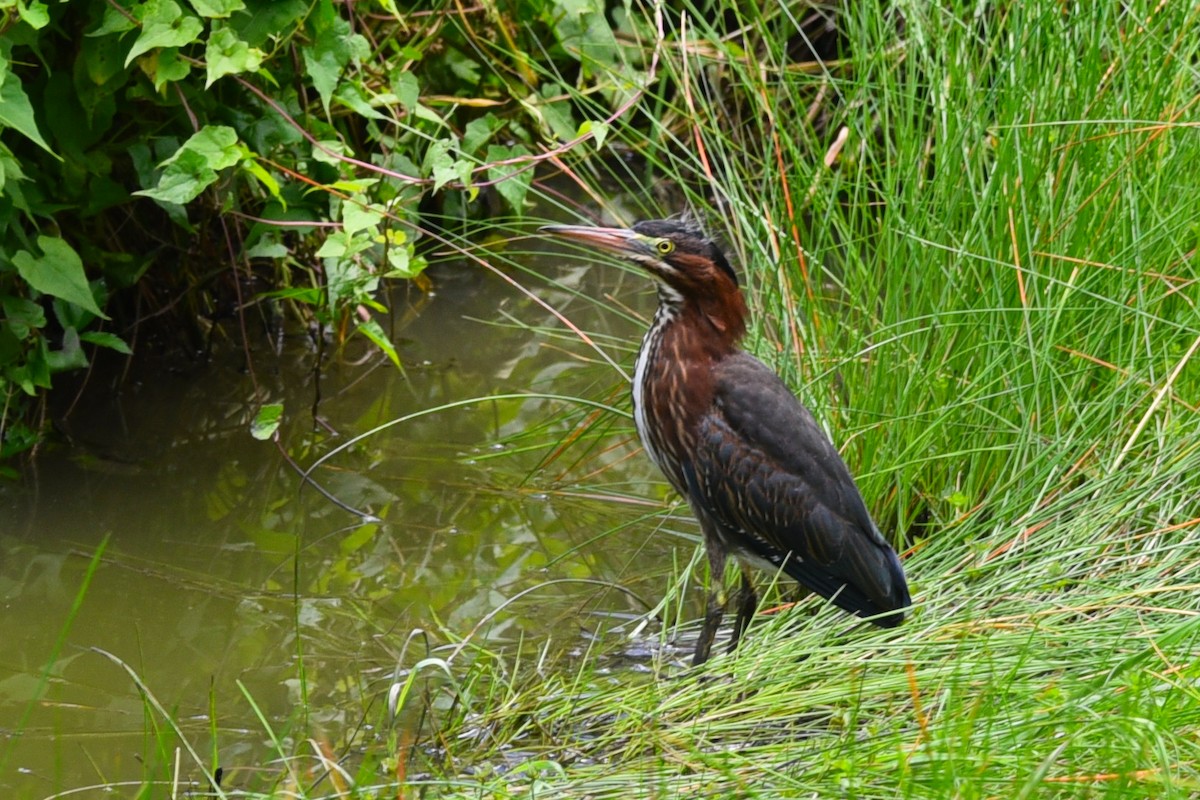 Green Heron - ML167376841