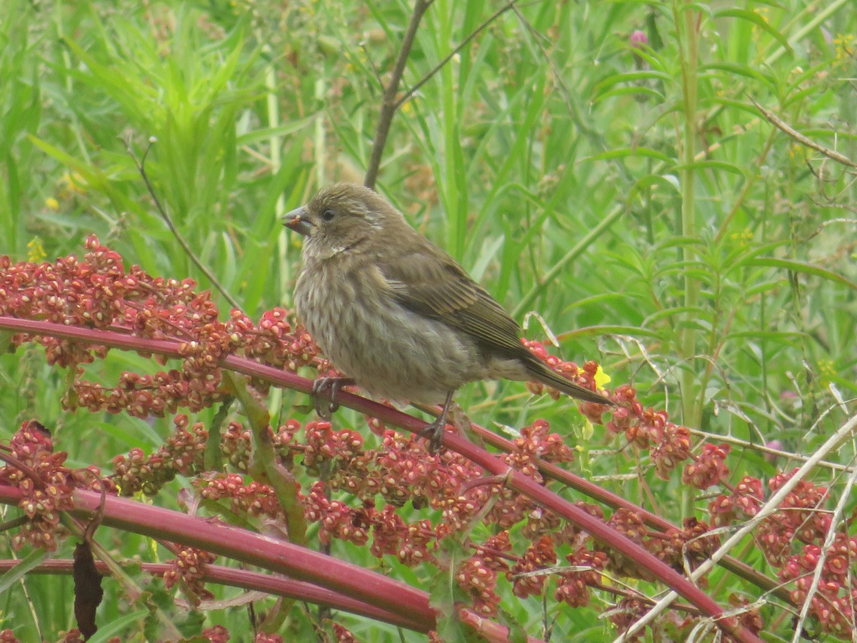 Purple Finch - ML167376961