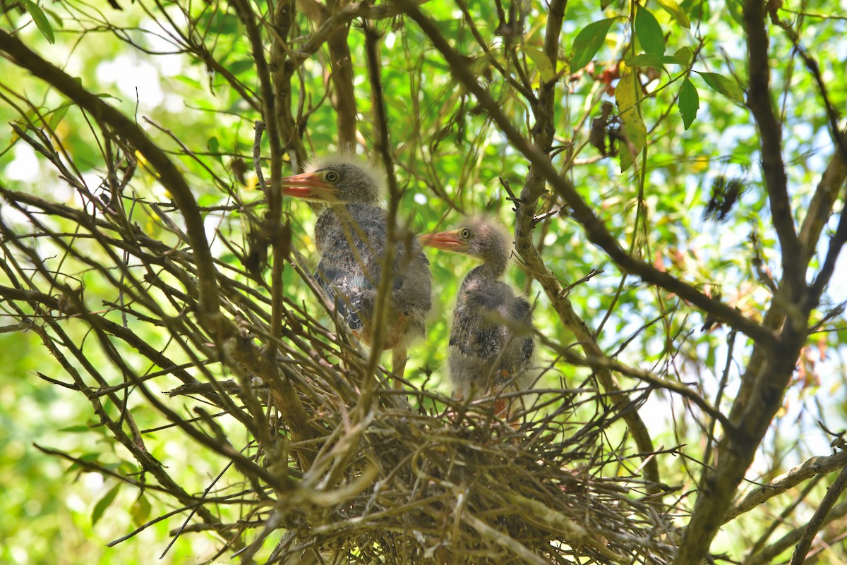 Green Heron - ML167376991