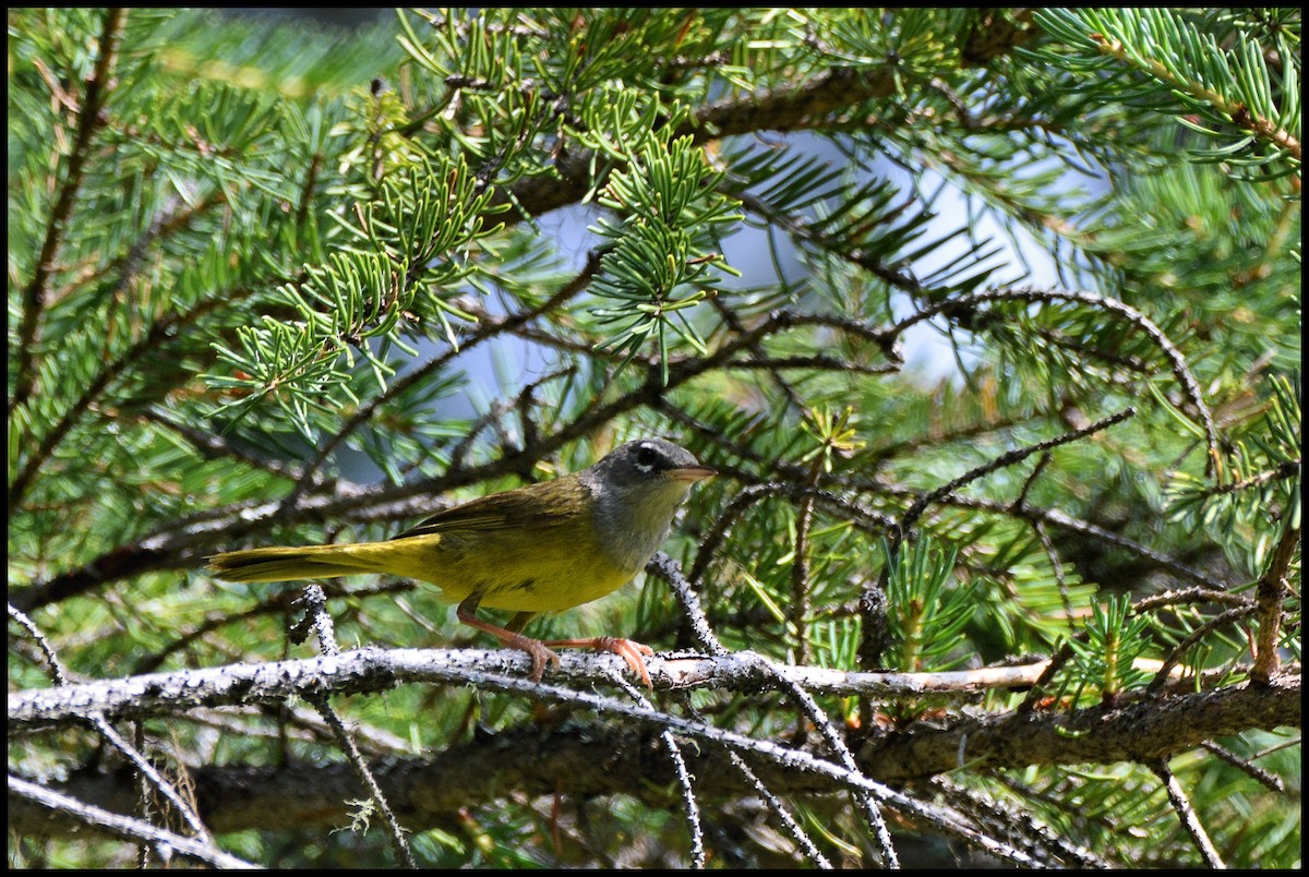 kjerrparula - ML167378121