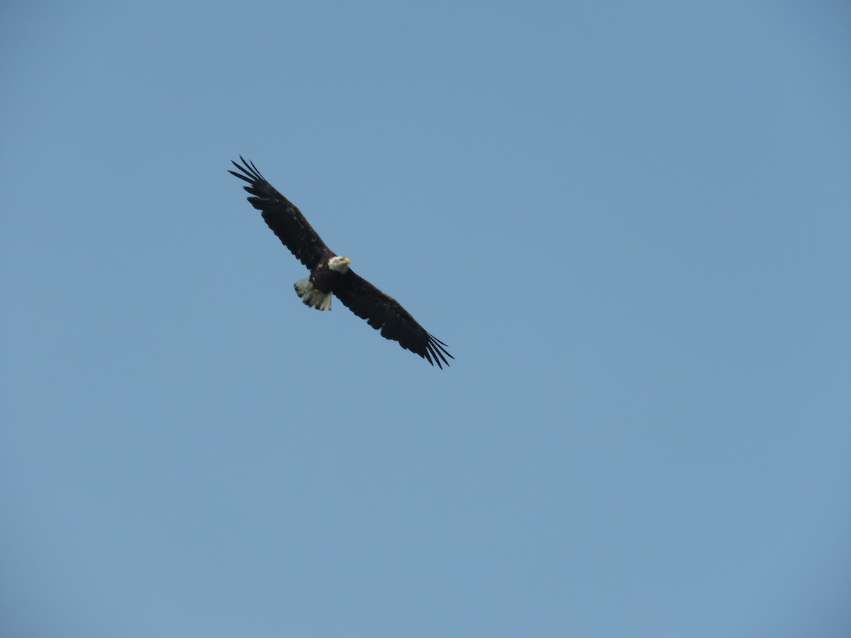 Bald Eagle - ML167378721