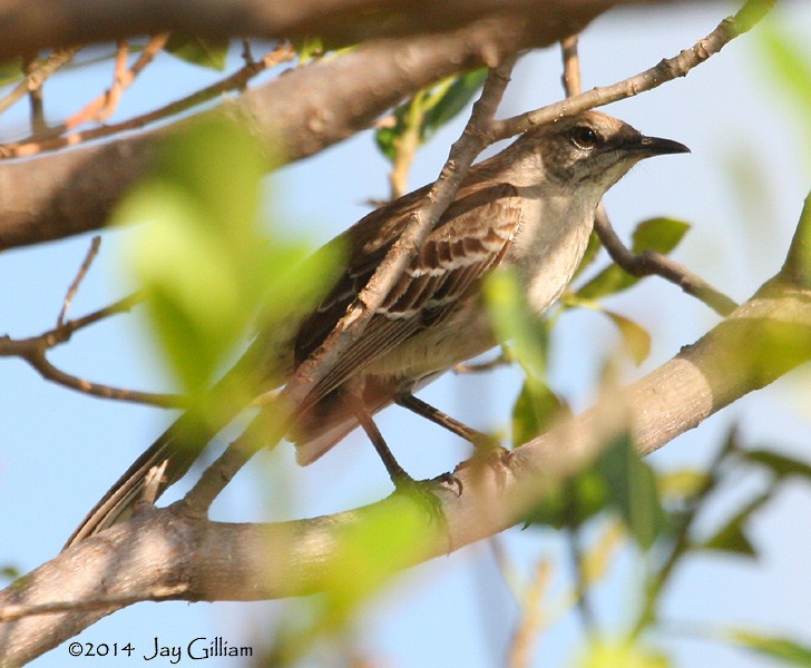 Bahama Mockingbird - ML167379291