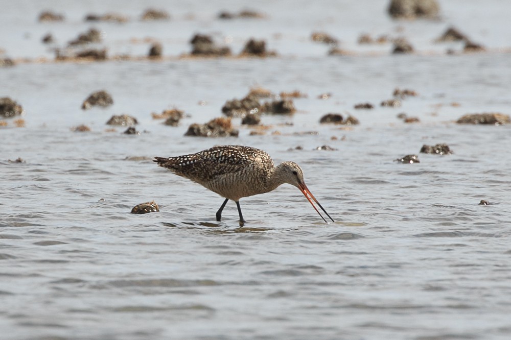 Marbled Godwit - ML167379401