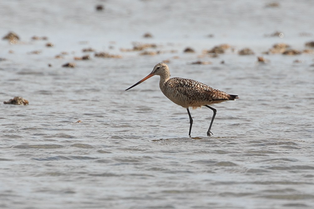 Marbled Godwit - ML167379411