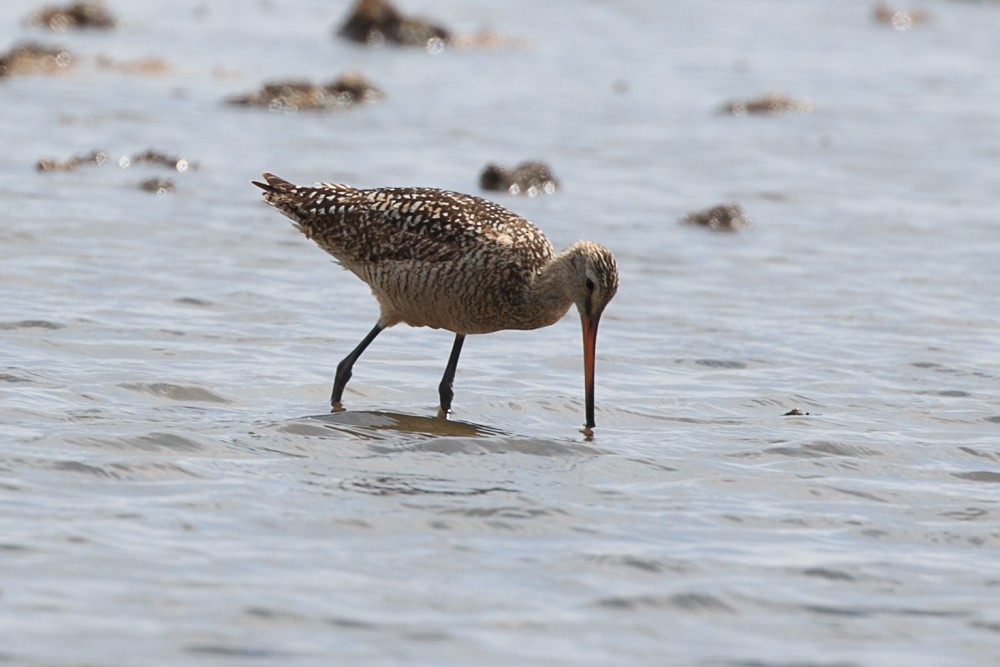 Marbled Godwit - ML167379421