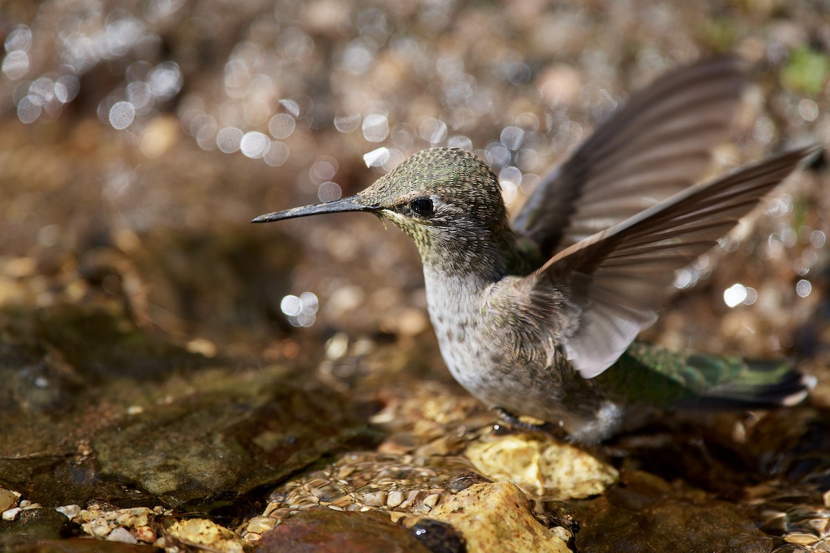 hummingbird sp. - Frank Lospalluto