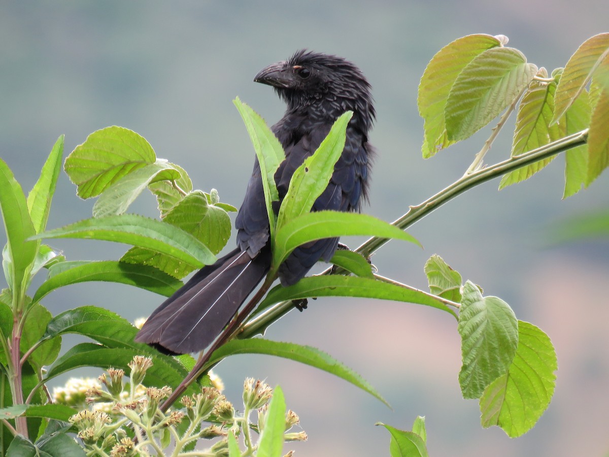 Groove-billed Ani - Manuel Roncal