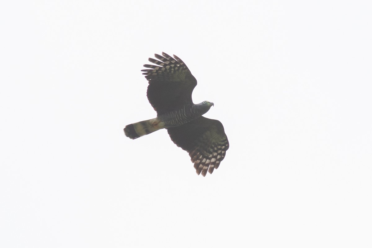 Hook-billed Kite - ML167384311