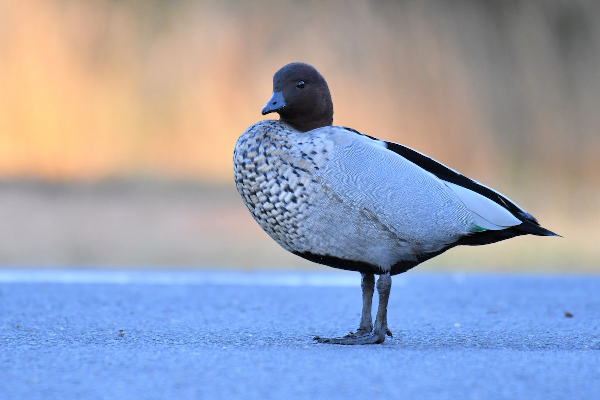 Maned Duck - Ian Hearn