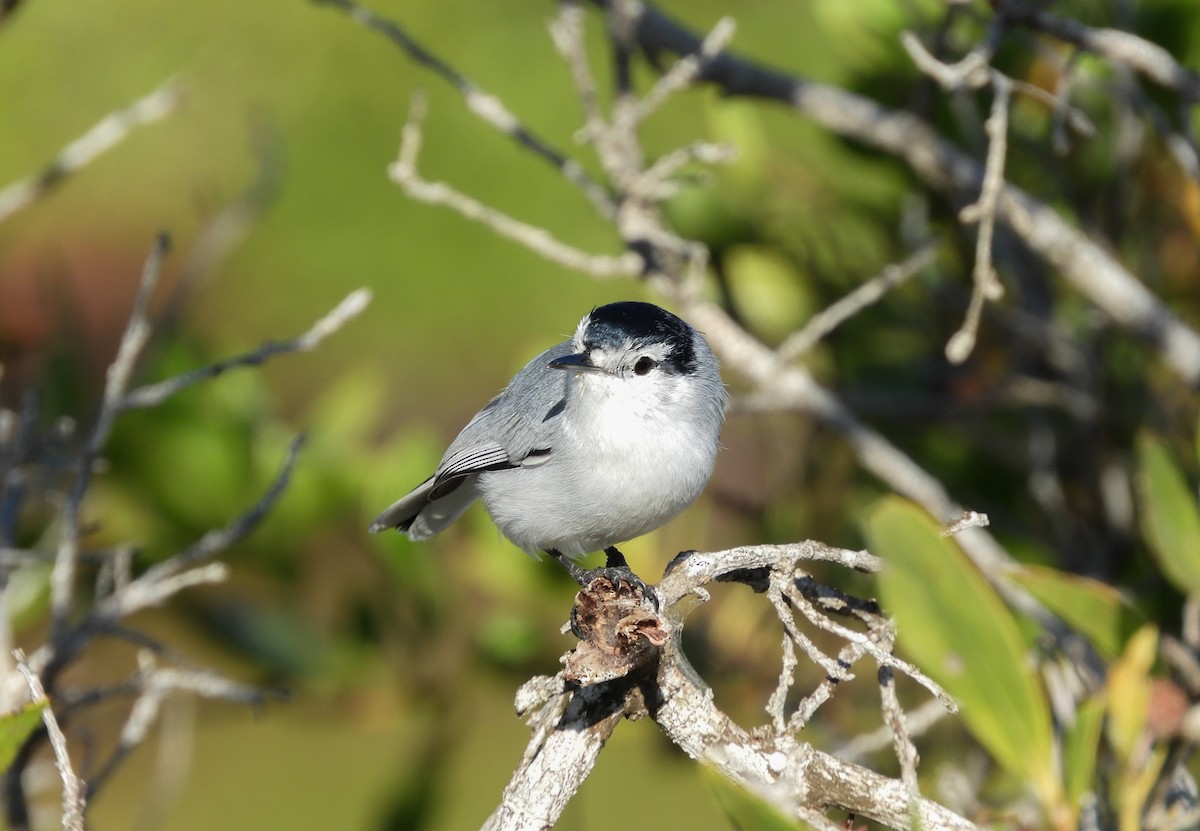 Yucatan Gnatcatcher - ML167389951