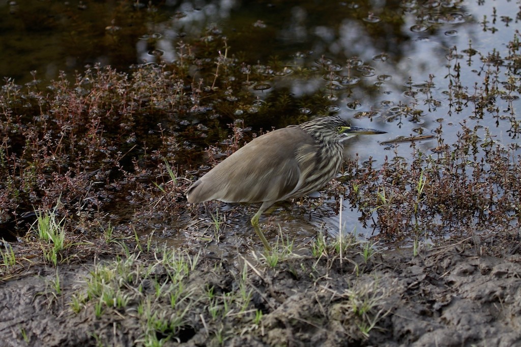 Indian Pond-Heron - ML167390391
