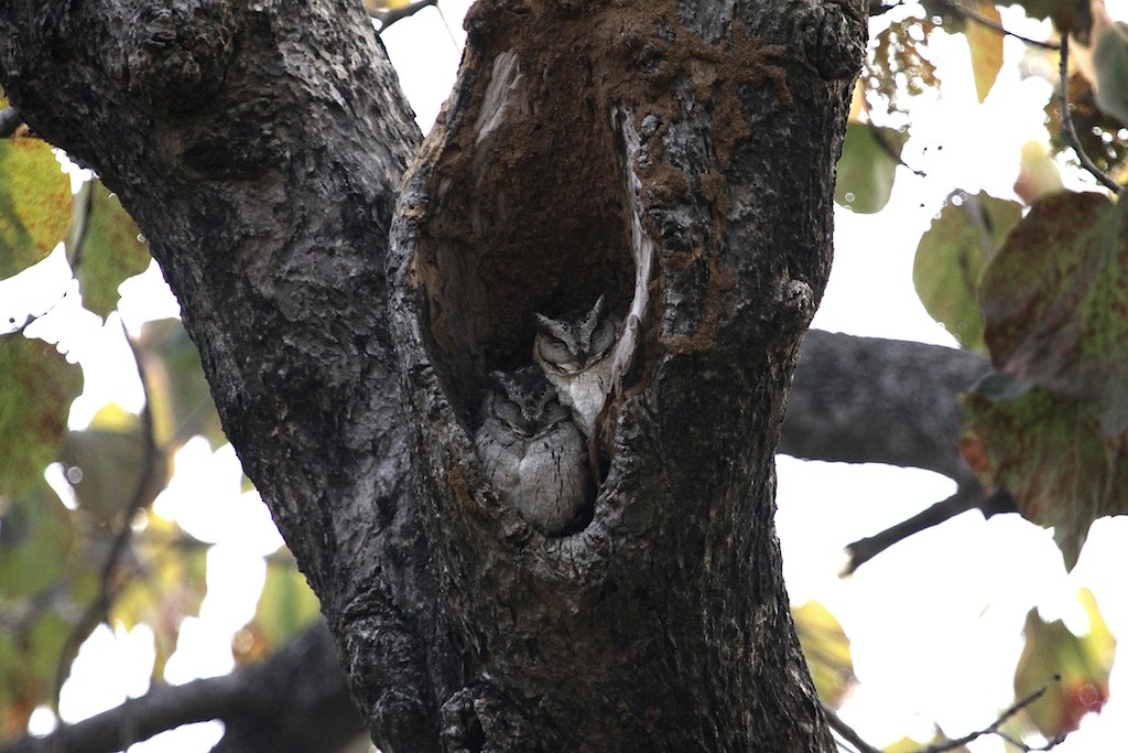 Indian Scops-Owl - ML167390421