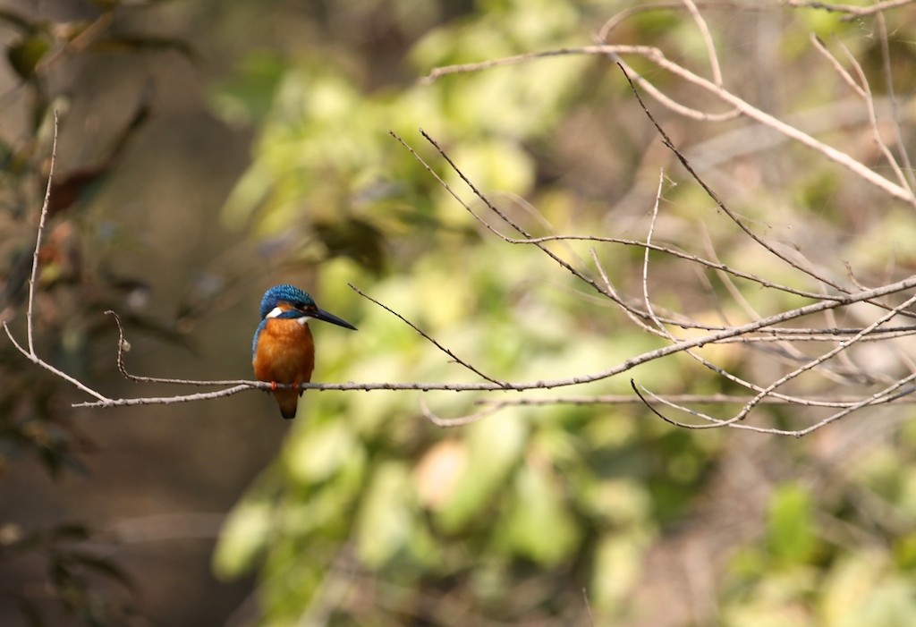 Common Kingfisher - ML167390491