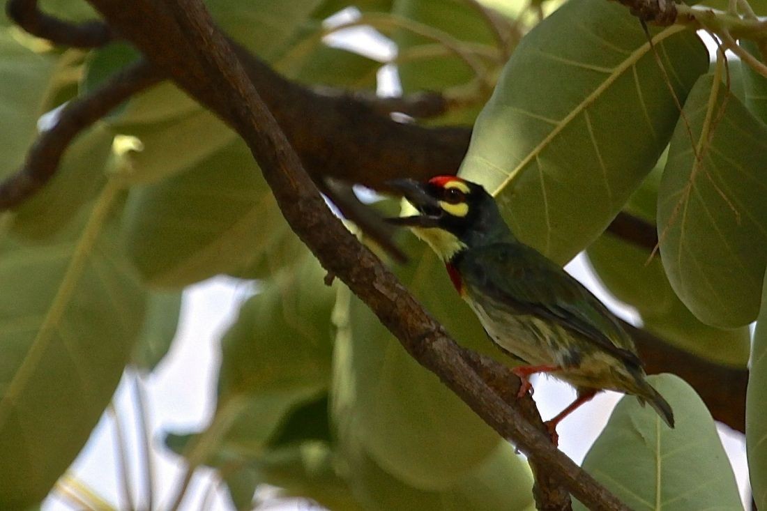 Coppersmith Barbet - ML167390571