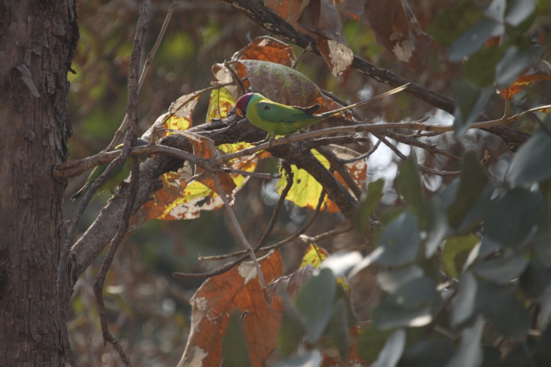 Plum-headed Parakeet - Amrita Singh
