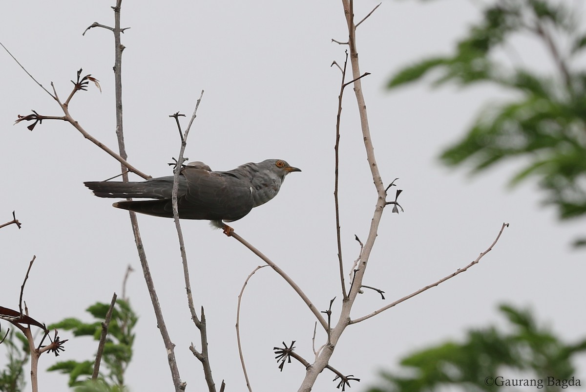Common Cuckoo - Gaurang Bagda