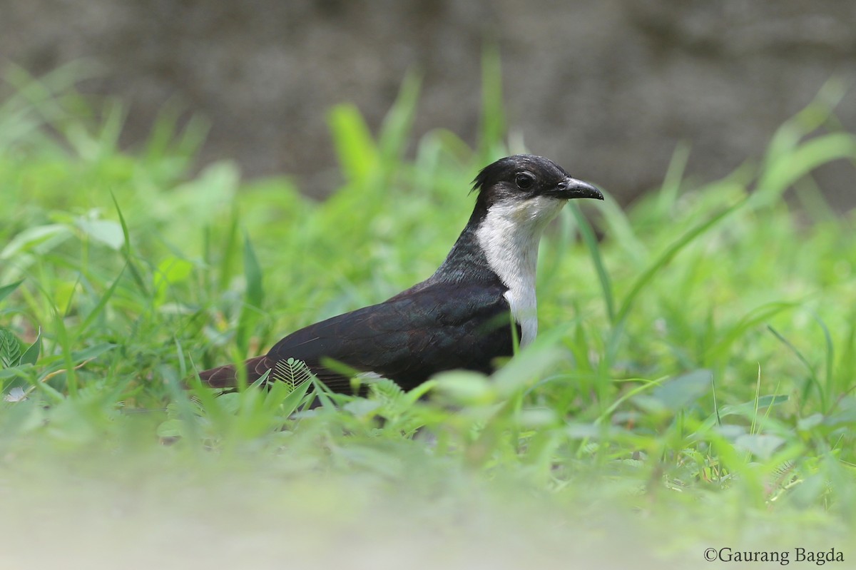 Pied Cuckoo - Gaurang Bagda