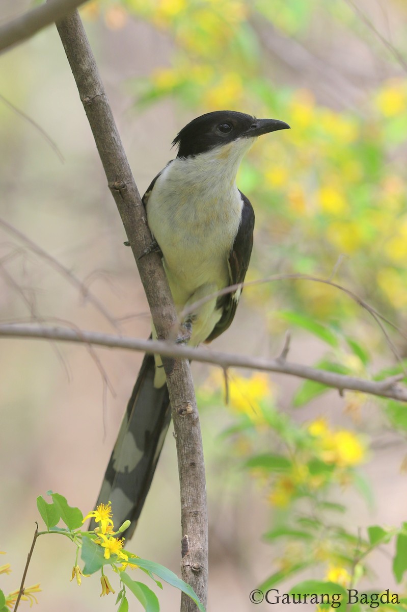 Pied Cuckoo - Gaurang Bagda