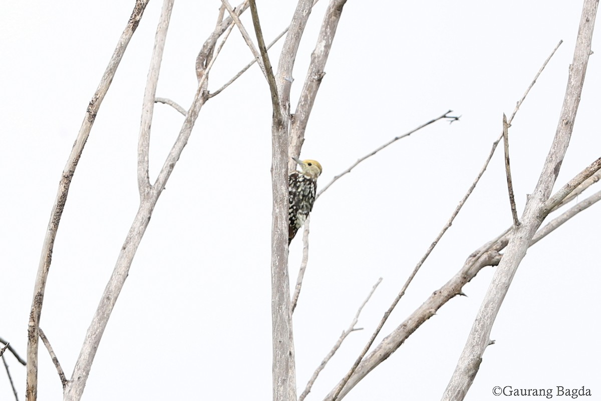 Yellow-crowned Woodpecker - Gaurang Bagda