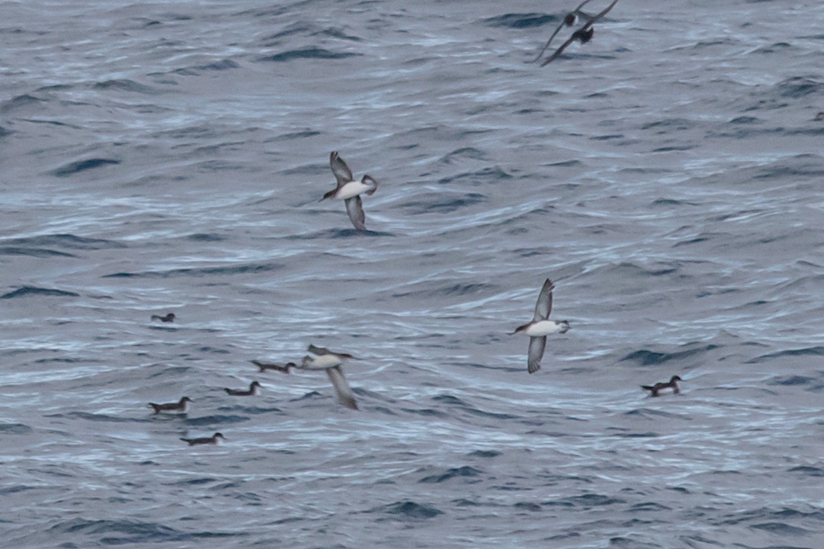 Fluttering Shearwater - Andrew Allen