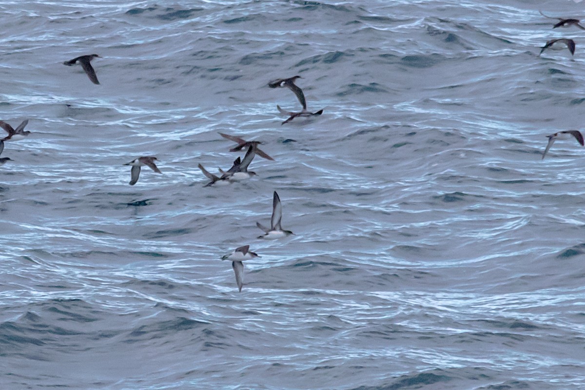 Fluttering Shearwater - ML167392731