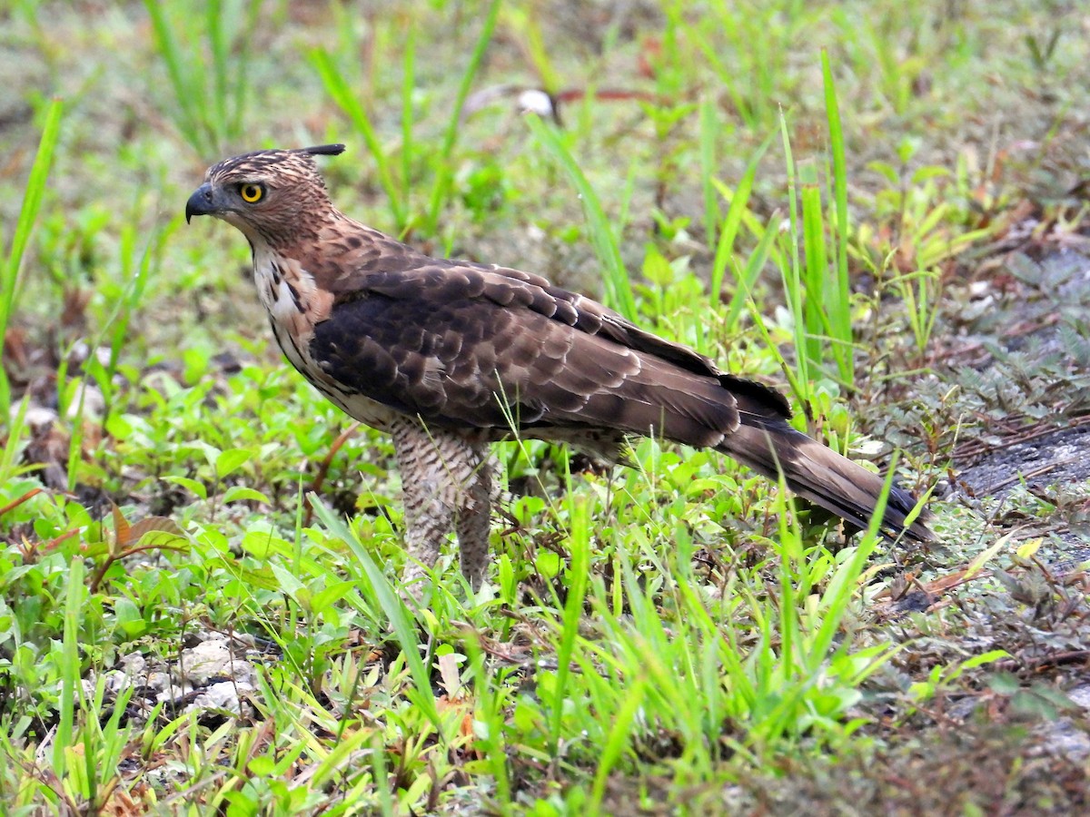 Wallace's Hawk-Eagle - Chris Burwell