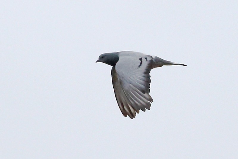 Hill Pigeon - ML167392971