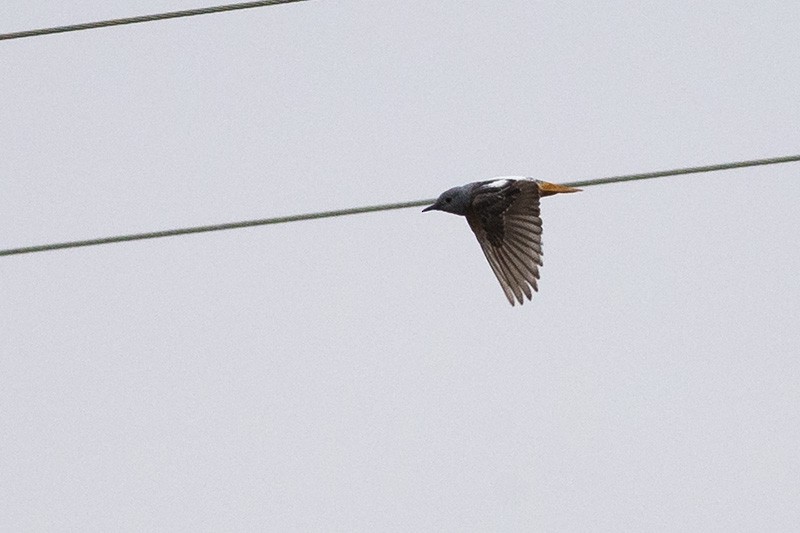 Rufous-tailed Rock-Thrush - ML167392981