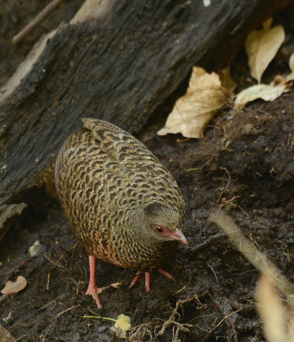 Red Spurfowl - Gaja mohanraj