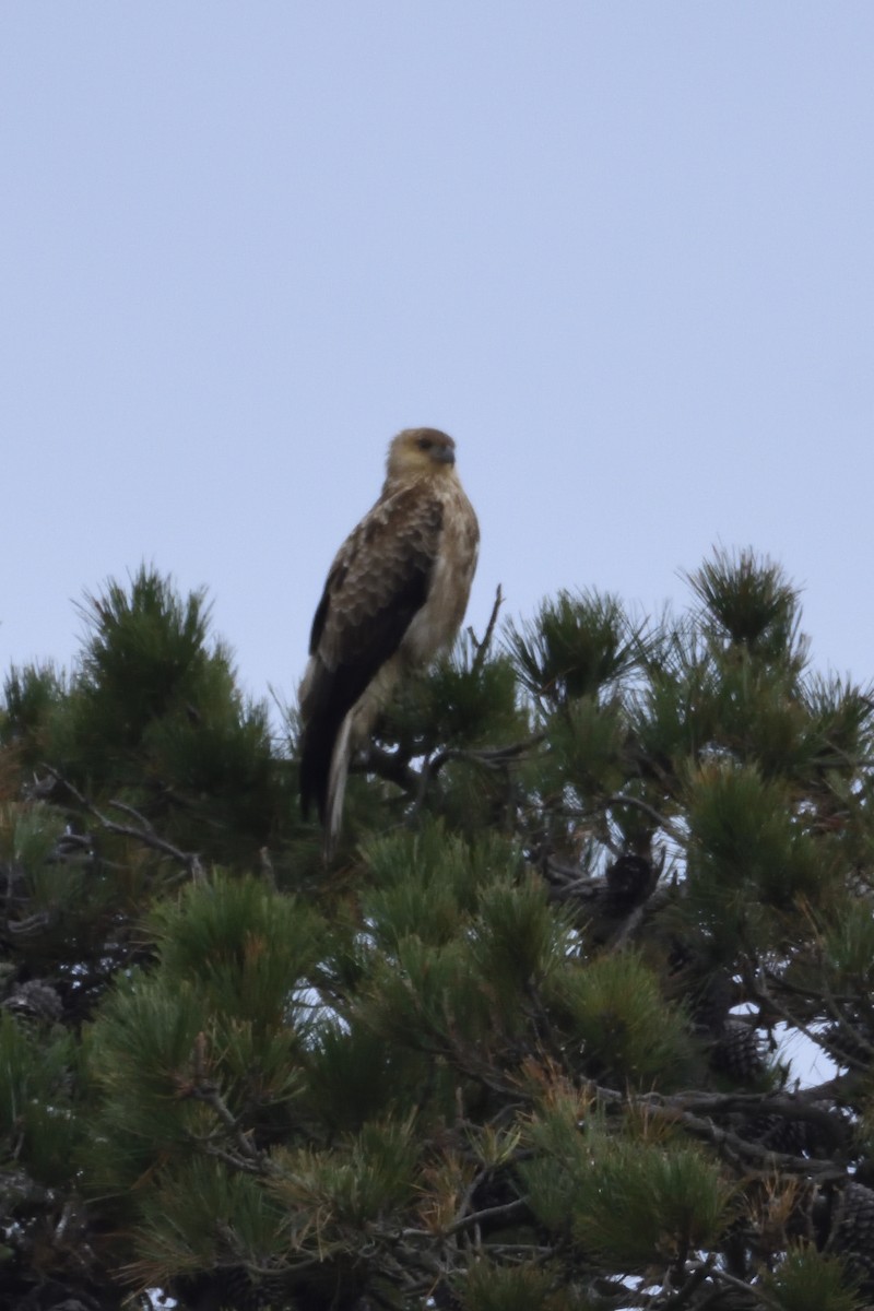 Whistling Kite - ML167396911