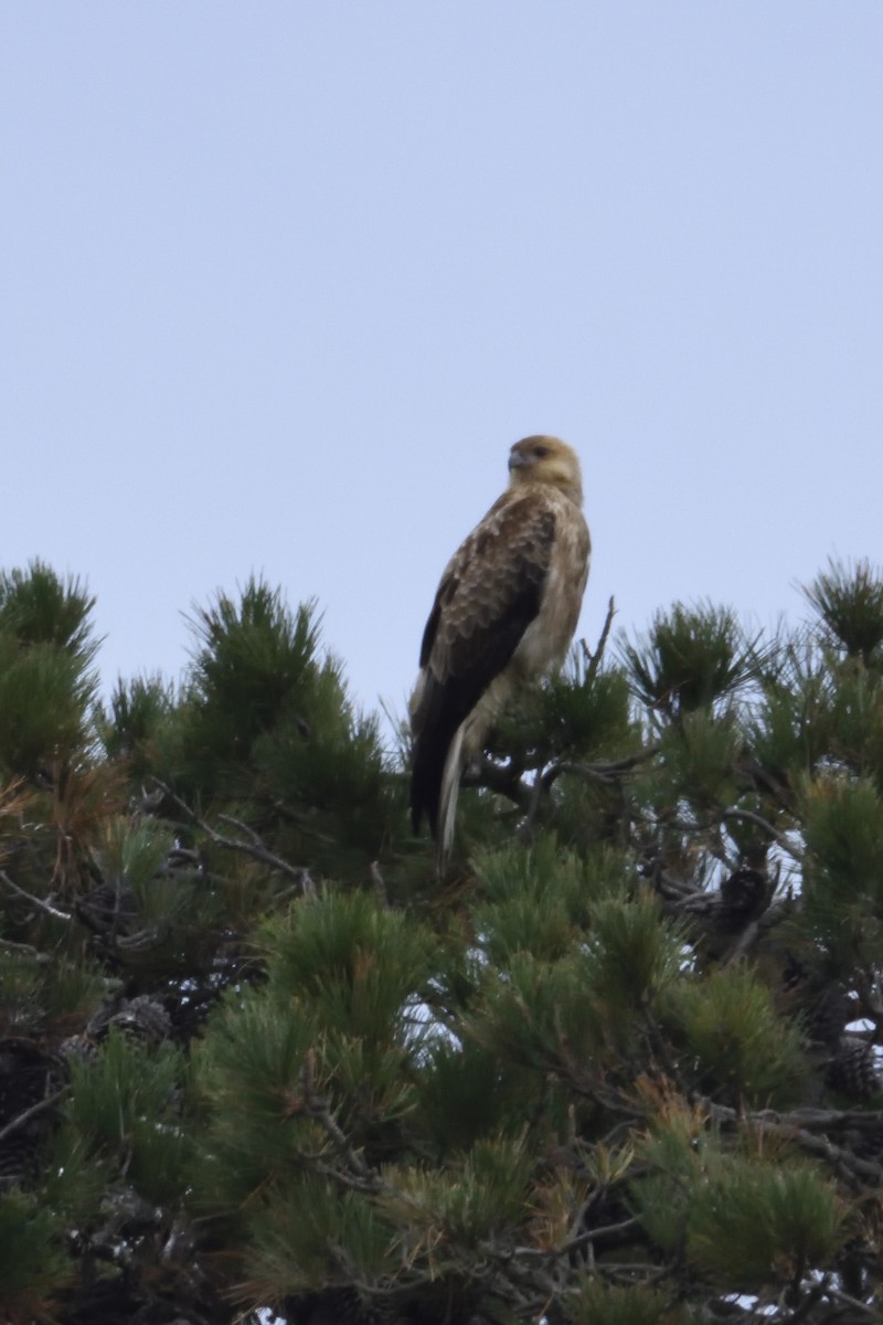 Whistling Kite - Ken Crawley