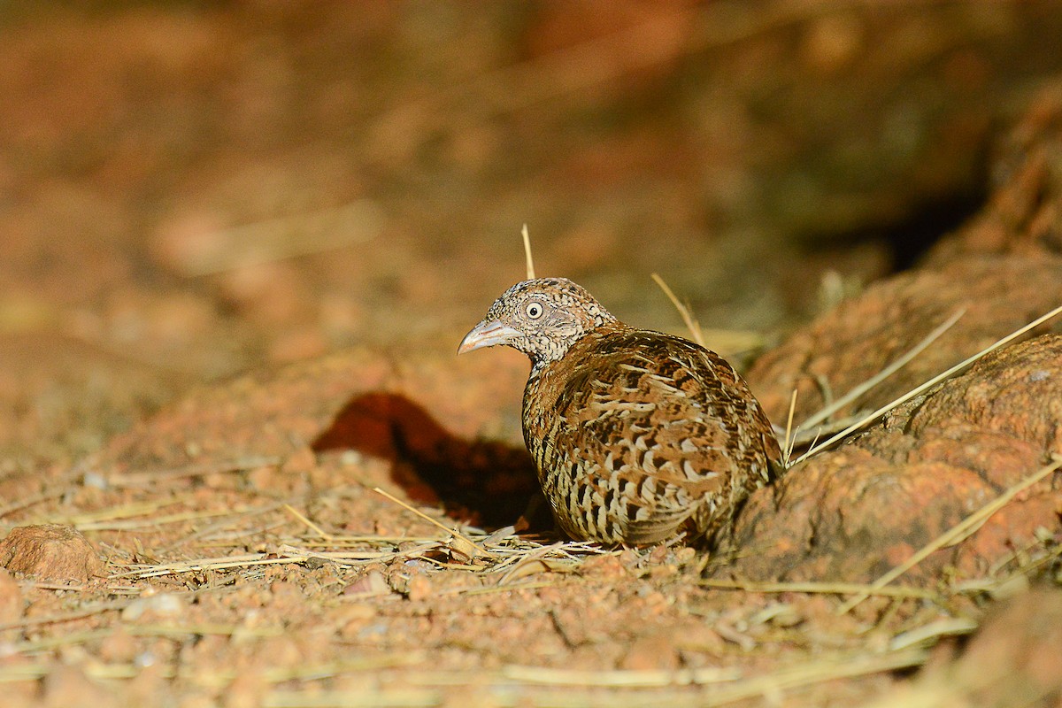 Barred Buttonquail - ML167397881