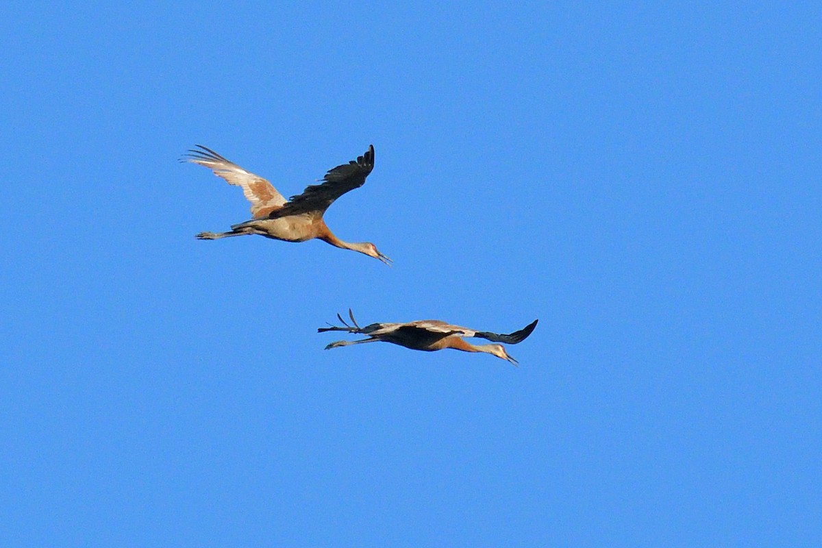 Sandhill Crane - Yves Darveau