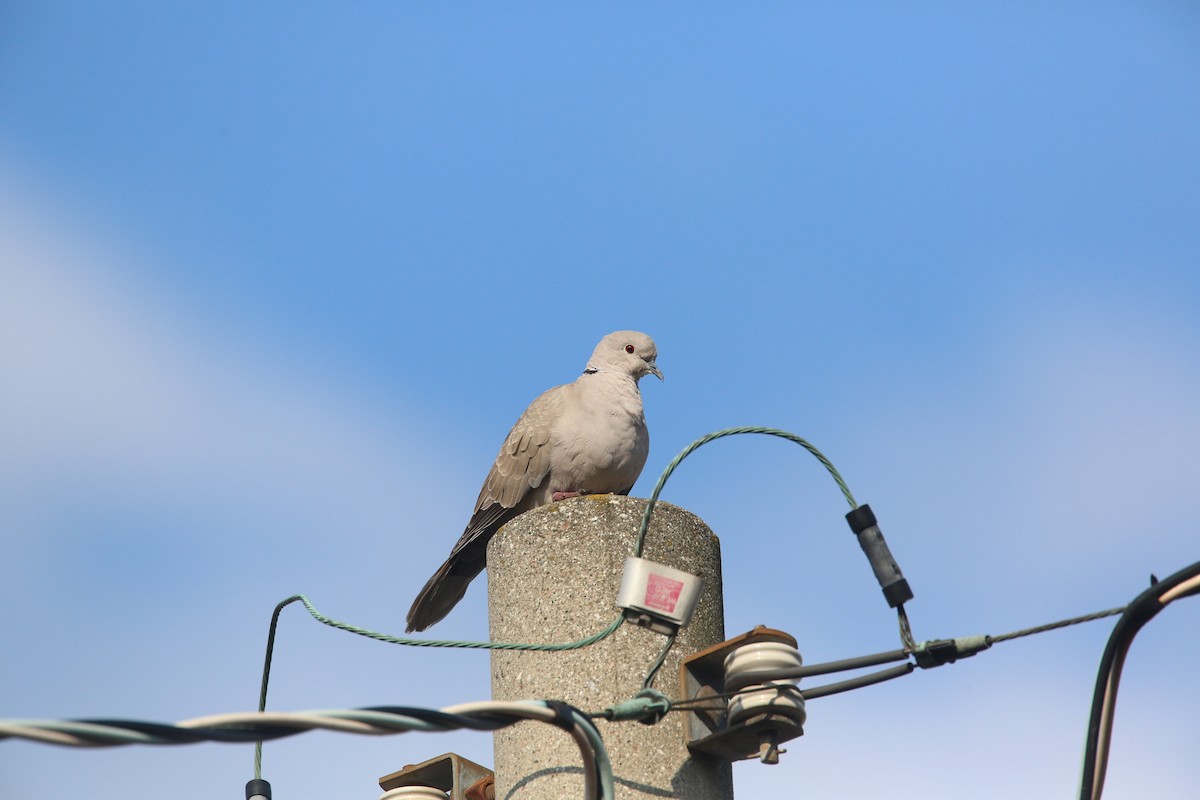 Eurasian Collared-Dove - Matthew Francey