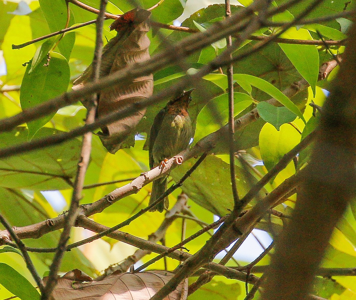 Red-throated Sunbird - Neoh Hor Kee