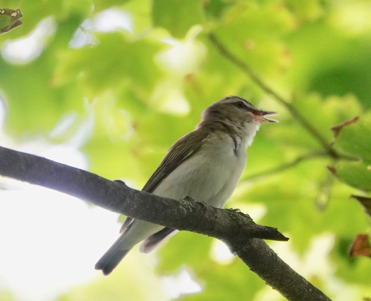 Rotaugenvireo - ML167399781