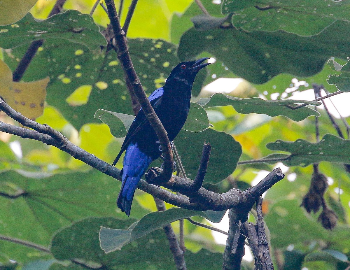 Asian Fairy-bluebird - ML167399991