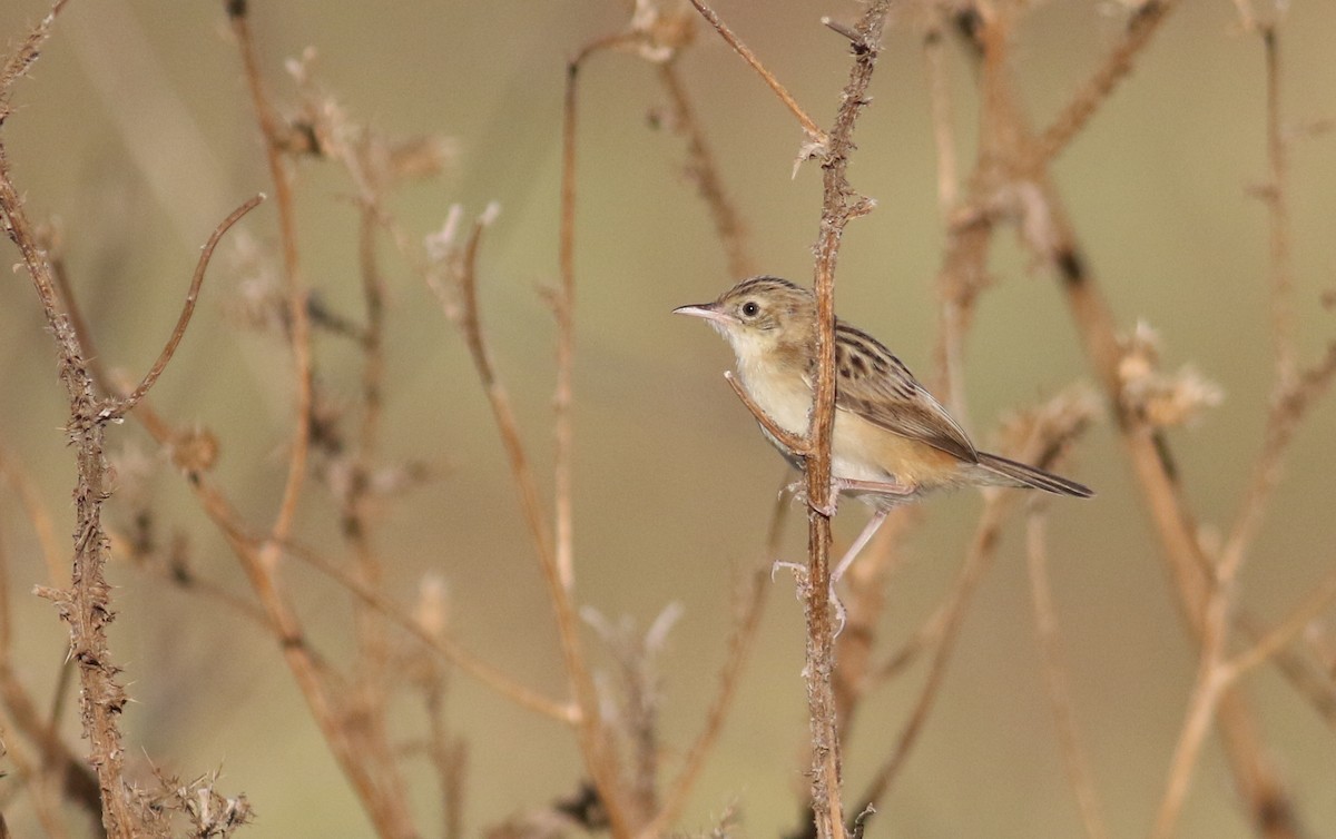 Zitting Cisticola (Western) - Anton Liebermann