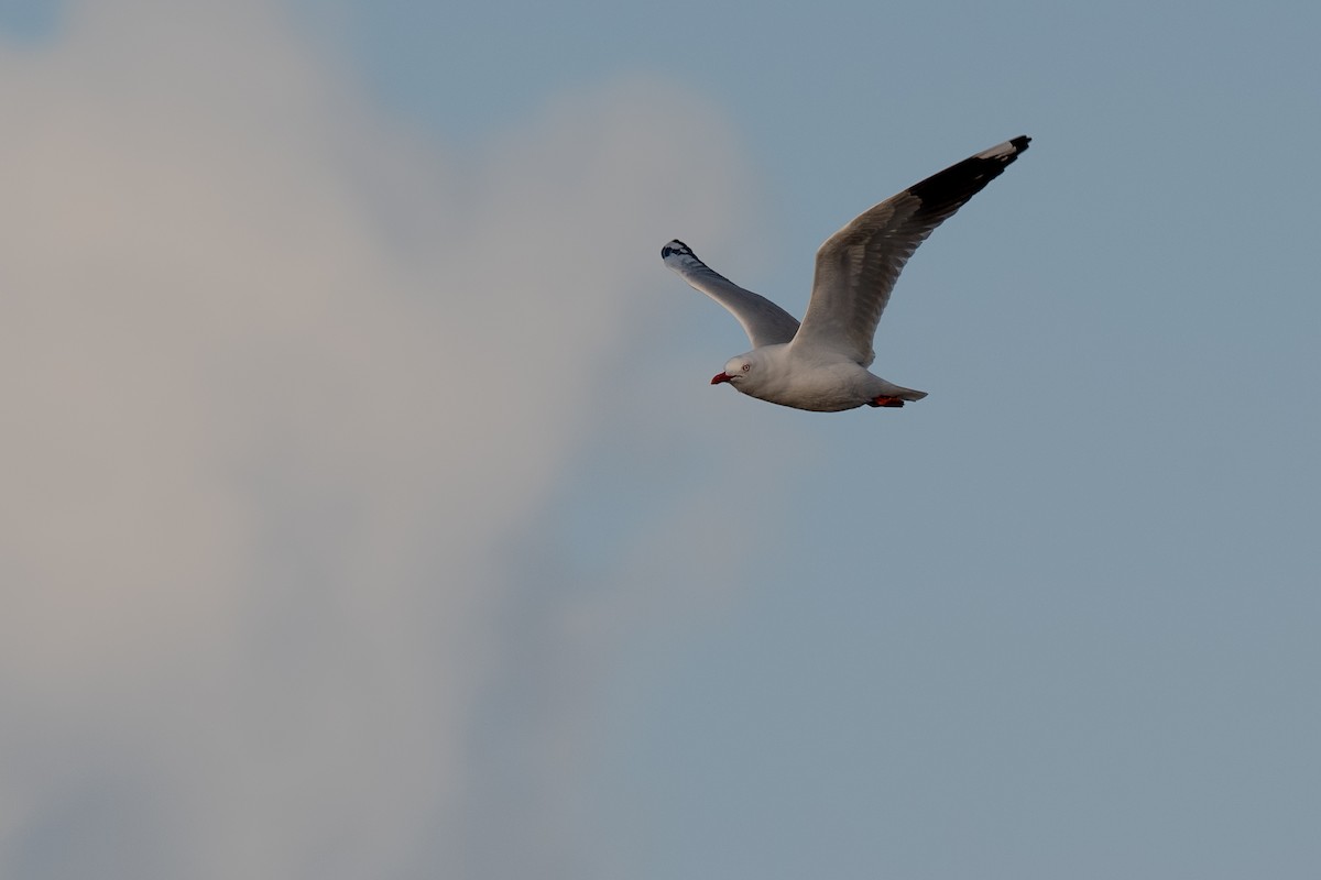 Mouette argentée (novaehollandiae/forsteri) - ML167401471