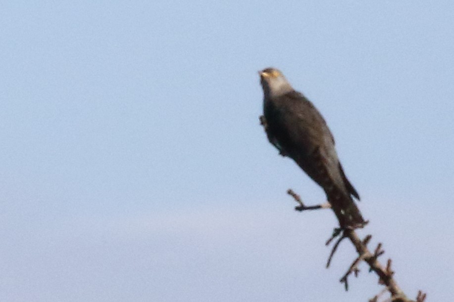 Lesser Cuckoo - ML167401961