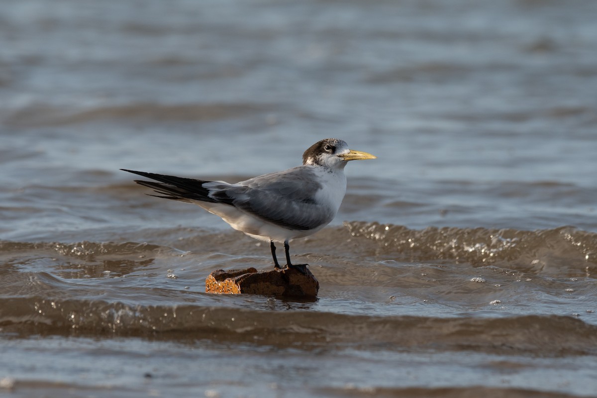 鳳頭燕鷗 - ML167402781