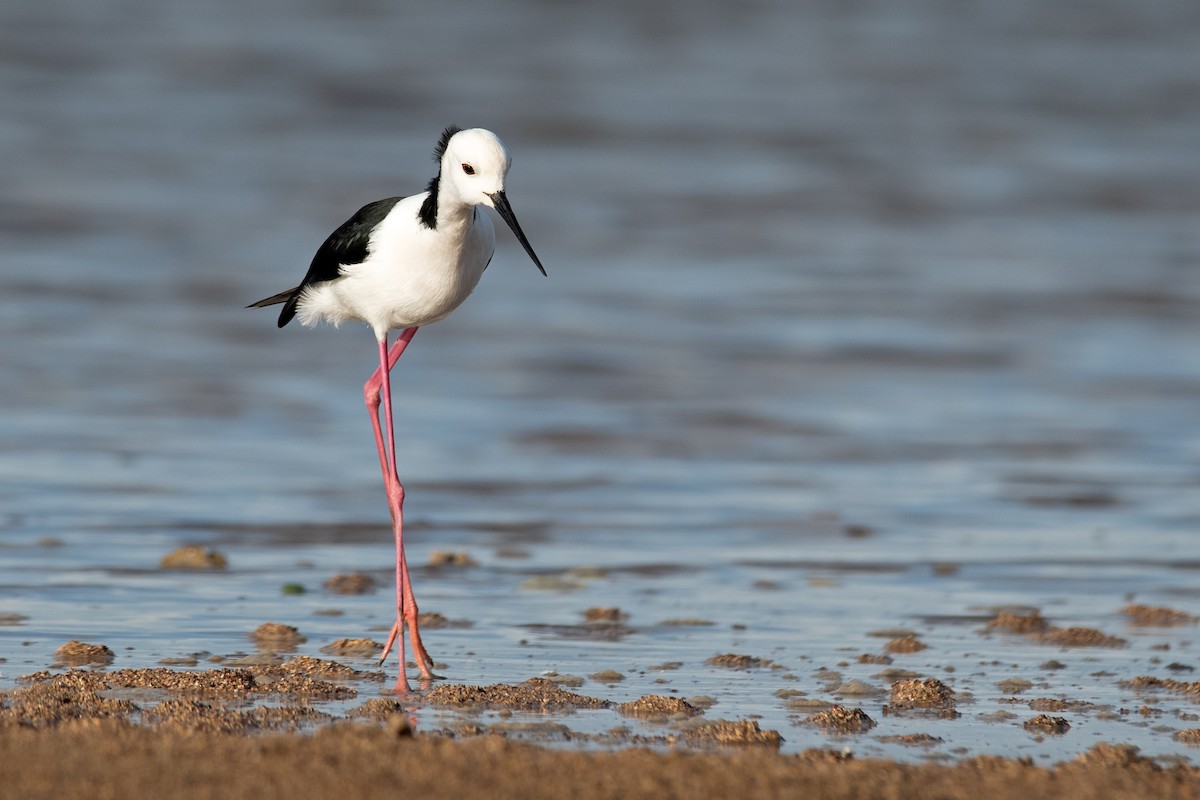 Pied Stilt - ML167403431