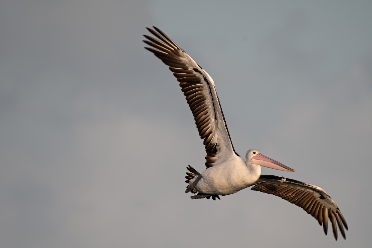 pelikán australský - ML167403451
