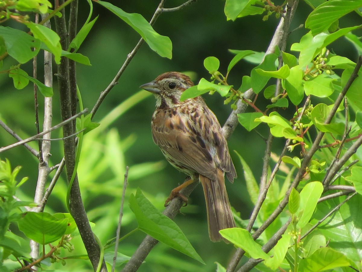 Song Sparrow - ML167403831