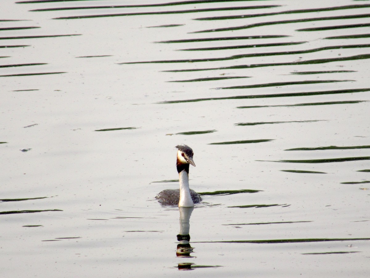 Great Crested Grebe - ML167406661