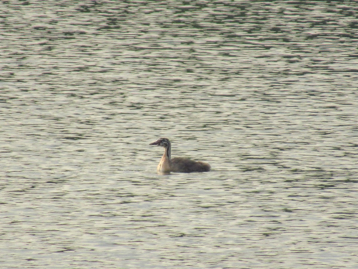 Great Crested Grebe - ML167406671